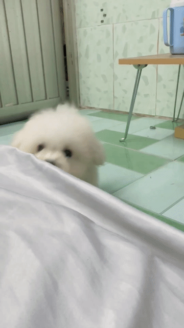 Chó Poodle Trắng 1d1c. Mua bán Chó tại Quận Bình Thạnh Tp Hồ Chí Minh được đăng bởi Phạm Tiến hình 1