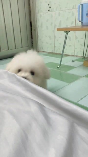 Chó Poodle Trắng 1d1c. Mua bán Chó tại Quận Bình Thạnh Tp Hồ Chí Minh được đăng bởi Phạm Tiến hình 1