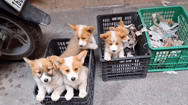 CHÓ CORGI ĐÁNG YÊU, NĂNG ĐỘNG, QUẤN CHỦ Ạ. Mua bán Chó tại Huyện Thuỷ Nguyên Hải Phòng được đăng bởi Tùng Lâm corgi hình 1