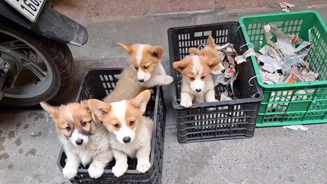 CHÓ CORGI ĐÁNG YÊU, NĂNG ĐỘNG, QUẤN CHỦ Ạ. Mua bán Chó tại Huyện Thuỷ Nguyên Hải Phòng được đăng bởi Tùng Lâm corgi hình 1