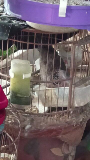 Chim gáy 3 năm. Mua bán Chim tại Quận Thanh Xuân Hà Nội được đăng bởi Tuân hình 1