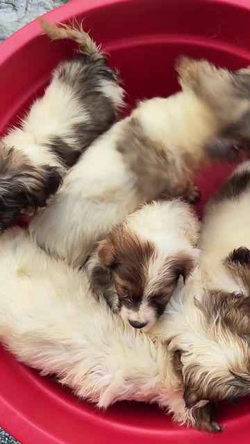 Chó Nhật lông xù lùn Đực, Cái. Mua bán Chó tại Thành phố Dĩ An Bình Dương được đăng bởi Na Hí hình 1