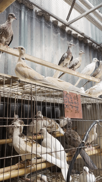 Chim cu gáy Thái, Ta, Pháp non sinh sản. Mua bán Chim tại Quận Hoàng Mai Hà Nội được đăng bởi Hùng hình 1