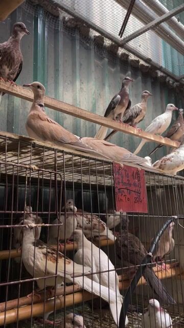 Chim cu gáy Thái, Ta, Pháp non sinh sản. Mua bán Chim tại Quận Hoàng Mai Hà Nội được đăng bởi Hùng hình 1