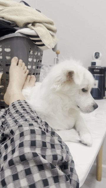 Chó Phốc Sóc lai Nhật 8 tháng Trắng. Mua bán Chó tại Quận 7 Tp Hồ Chí Minh được đăng bởi Nông Châu Linh hình 1