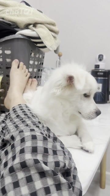 Chó Phốc Sóc lai Nhật 8 tháng Trắng. Mua bán Chó tại Quận 7 Tp Hồ Chí Minh được đăng bởi Nông Châu Linh hình 1