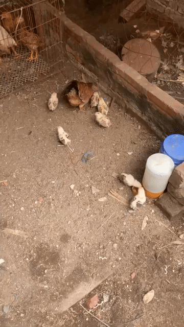 Gà con Nâu Khỏe mạnh. Mua bán Gà tại Huyện Gia Lâm Hà Nội được đăng bởi NGUYÊN KHANG NGUYÊN VŨ hình 1