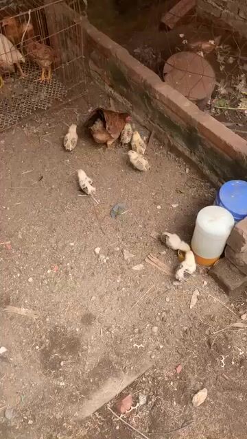 Gà con Nâu Khỏe mạnh. Mua bán Gà tại Huyện Gia Lâm Hà Nội được đăng bởi NGUYÊN KHANG NGUYÊN VŨ hình 1