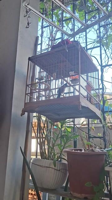 chào mào mộc hơn vụ có chấm mơ trắng. Mua bán Chim tại Quận Hoàng Mai Hà Nội được đăng bởi TNG hình 1