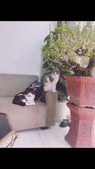 Mèo anh lông ngắn tai cụp trưởng thành. Mua bán Mèo tại Quận Đống Đa Hà Nội được đăng bởi lý hình 1