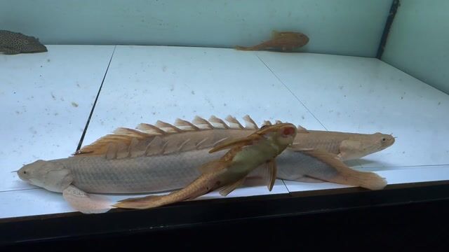 Cá cửu sừng hoàng đế 40cm. Mua bán Thú cưng khác tại Huyện Châu Thành Tiền Giang được đăng bởi minh lâm hình 1