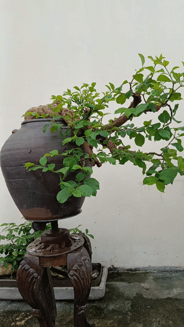 Cây cảnh bonsai thừng mực khỏe mạnh. Mua bán Cây cảnh, đồ trang trí tại Huyện Quốc Oai Hà Nội được đăng bởi Nguyễn Tiến Anh hình 1