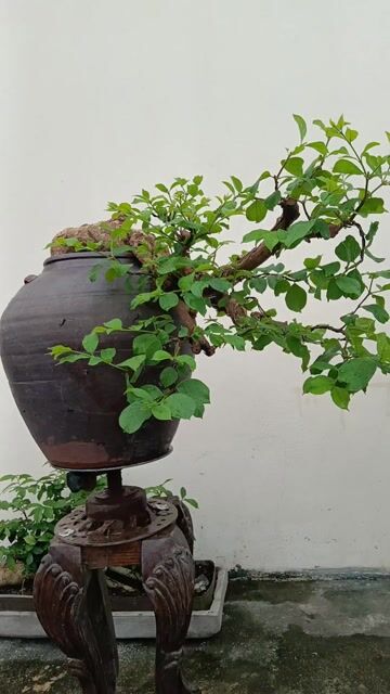 Cây cảnh bonsai thừng mực khỏe mạnh. Mua bán Cây cảnh, đồ trang trí tại Huyện Quốc Oai Hà Nội được đăng bởi Nguyễn Tiến Anh hình 1