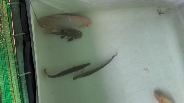 cá săn mồi cộng đồng. Mua bán Thú cưng khác tại Thị xã Bến Cát Bình Dương được đăng bởi Chánh Trực hình 1