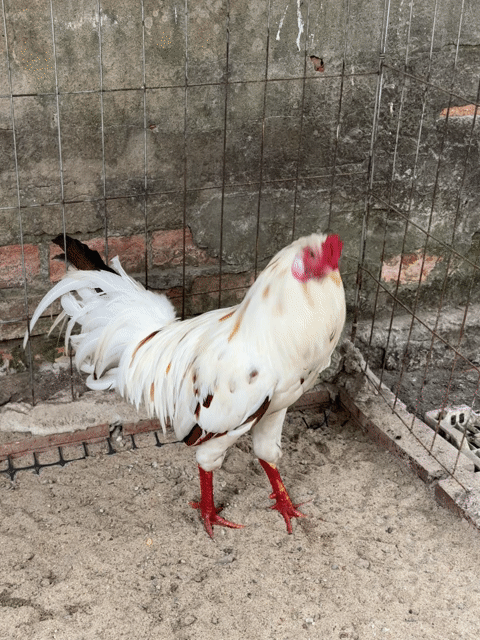Gà bướm 2kg rin trạng đá 2k1. Mua bán Gà tại Huyện Tam Bình Vĩnh Long được đăng bởi Quý Em hình 1