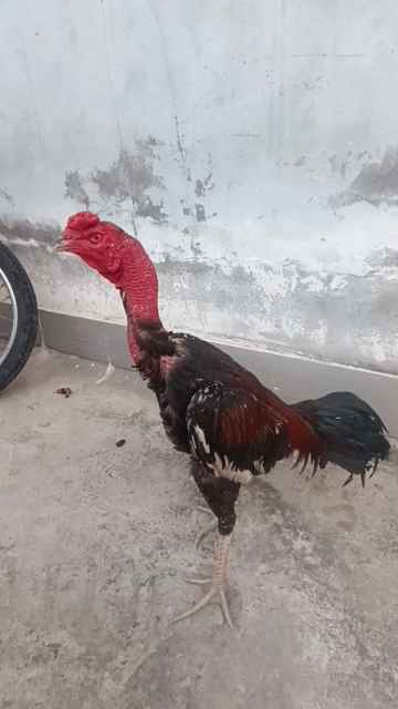 Gà chọi Tía chân vàng sương. Mua bán Gà tại Huyện Tuy Phước Bình Định được đăng bởi Đạt Bình Định hình 1