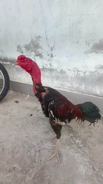 Gà chọi Tía chân vàng sương. Mua bán Gà tại Huyện Tuy Phước Bình Định được đăng bởi Đạt Bình Định hình 1
