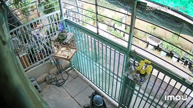 Chim cảnh trống già màu đen. Mua bán Chim tại Quận 12 Tp Hồ Chí Minh được đăng bởi vũ đặng hữu hình 1
