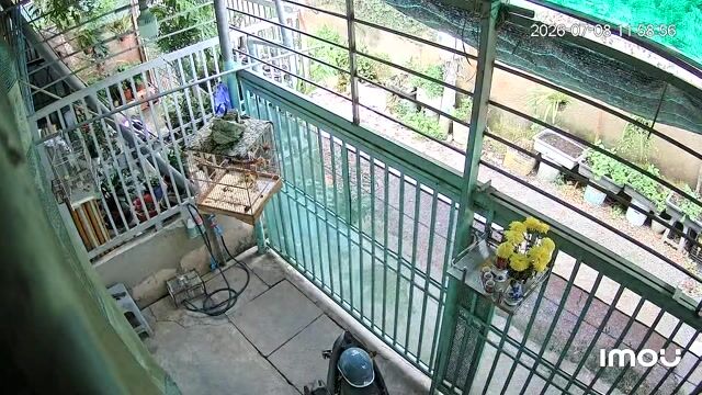 Chim cảnh trống già màu đen. Mua bán Chim tại Quận 12 Tp Hồ Chí Minh được đăng bởi vũ đặng hữu hình 1