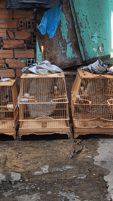 Chim cảnh Lông mới, mùa đầu. Mua bán Chim tại Quận Tân Phú Tp Hồ Chí Minh được đăng bởi Sơn hình 1