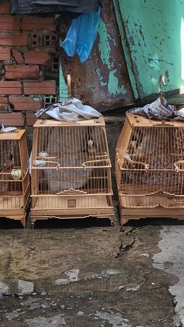Chim cảnh Lông mới, mùa đầu. Mua bán Chim tại Quận Tân Phú Tp Hồ Chí Minh được đăng bởi Sơn hình 1