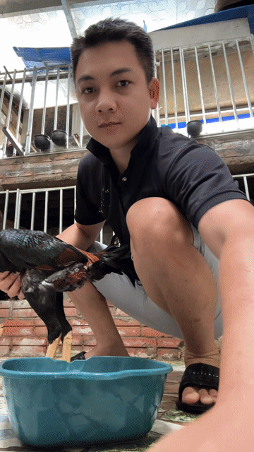Gà chọi trống chân vàng cựa đen. Mua bán Gà tại Huyện Thanh Trì Hà Nội được đăng bởi Thuỷ hình 1