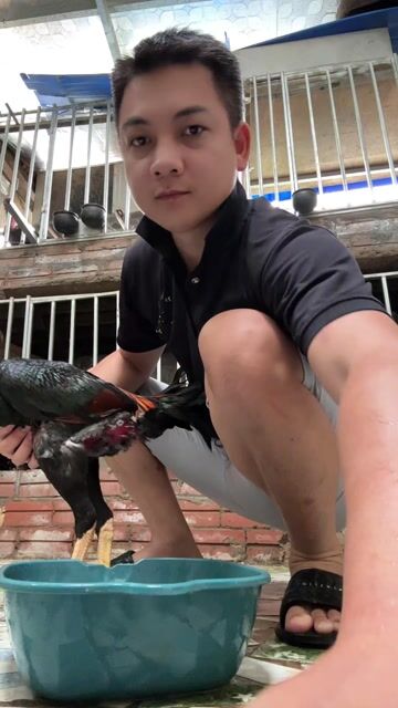 Gà chọi trống chân vàng cựa đen. Mua bán Gà tại Huyện Thanh Trì Hà Nội được đăng bởi Thuỷ hình 1