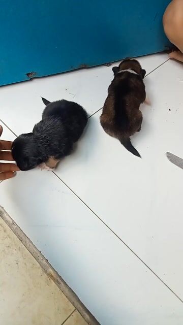 Chó nhật lai phóc 45 ngày ( Đực  ). Mua bán Chó tại Quận 12 Tp Hồ Chí Minh được đăng bởi tý hình 1