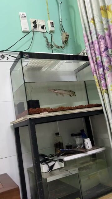 Cá sấu hoả tiễn đen sz 2x. Mua bán Thú cưng khác tại Quận 12 Tp Hồ Chí Minh được đăng bởi Phong Nguyễn hình 1