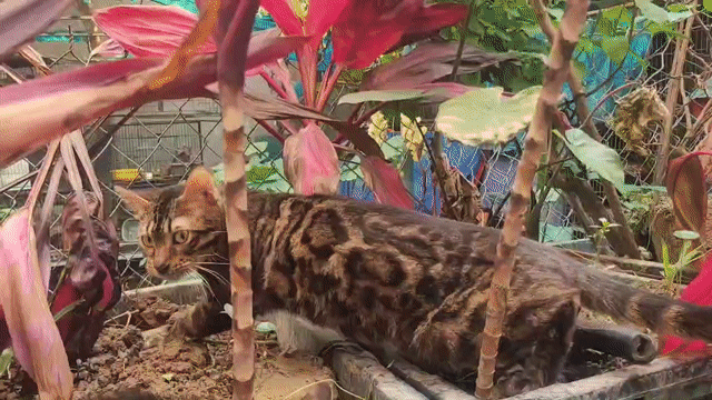 Mèo Bengal cả hai đã tiêm phòng. Mua bán Mèo tại Quận Long Biên Hà Nội được đăng bởi Long Hoang hình 1