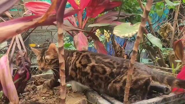 Mèo Bengal cả hai đã tiêm phòng. Mua bán Mèo tại Quận Long Biên Hà Nội được đăng bởi Long Hoang hình 1