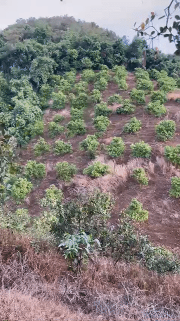 Mua bán Đất Huyện Cát Tiên Lâm Đồng diện tích 14000 m² giá 1,6 tỷ