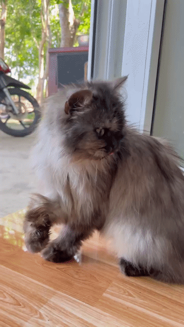 Mèo AL cái lông dài màu xám. Mua bán Mèo tại Huyện Xuân Lộc Đồng Nai được đăng bởi Vinh Hoa hình 1