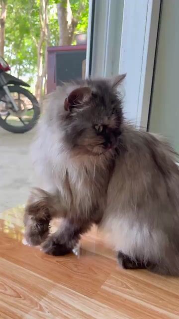 Mèo AL cái lông dài màu xám. Mua bán Mèo tại Huyện Xuân Lộc Đồng Nai được đăng bởi Vinh Hoa hình 1