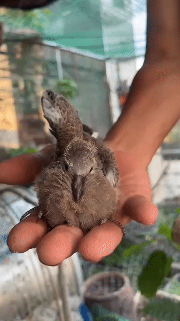 Chim cu gáy non nâu cả hai. Mua bán Chim tại Quận Đống Đa Hà Nội được đăng bởi Minh Phương hình 1