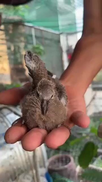 Chim cu gáy non nâu cả hai. Mua bán Chim tại Quận Đống Đa Hà Nội được đăng bởi Minh Phương hình 1