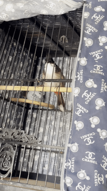 Chim chào mào 4 năm. Mua bán Chim tại Huyện Hòa Vang Đà Nẵng được đăng bởi Đặng Thành Trung hình 1