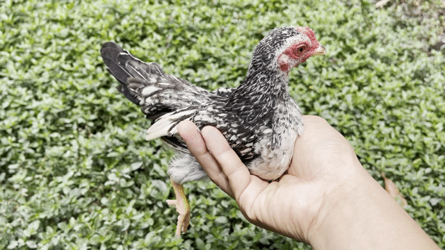 Gà Tre Bắc nhỏ xíu trống. Mua bán Gà tại Thị xã Cai Lậy Tiền Giang được đăng bởi Nghĩa Phù hình 1