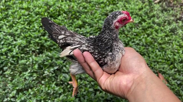 Gà Tre Bắc nhỏ xíu trống. Mua bán Gà tại Thị xã Cai Lậy Tiền Giang được đăng bởi Nghĩa Phù hình 1