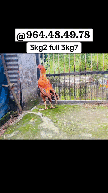 Gà Mỹ Ấn Việt. Mua bán Gà tại Thị xã Bến Cát Bình Dương được đăng bởi Vương Tài hình 1