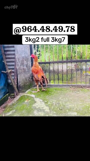 Gà Mỹ Ấn Việt. Mua bán Gà tại Thị xã Bến Cát Bình Dương được đăng bởi Vương Tài hình 1