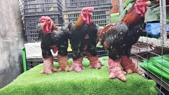 Gà Đông Tảo 5-6kg thịt giòn ngon❤️❤️❤️. Mua bán Gà tại Thành phố Thủ Đức Tp Hồ Chí Minh được đăng bởi chuyên cung cấp gà đông tảo thuần chủng  hình 1