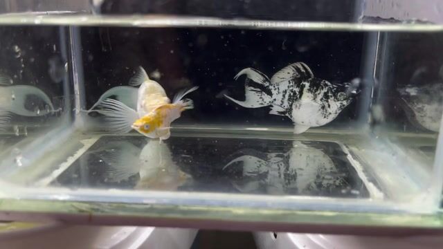 Cá Molly Size sinh sản. Mua bán Thú cưng khác tại Thành phố Biên Hòa Đồng Nai được đăng bởi Nguyễn Văn Bình hình 1