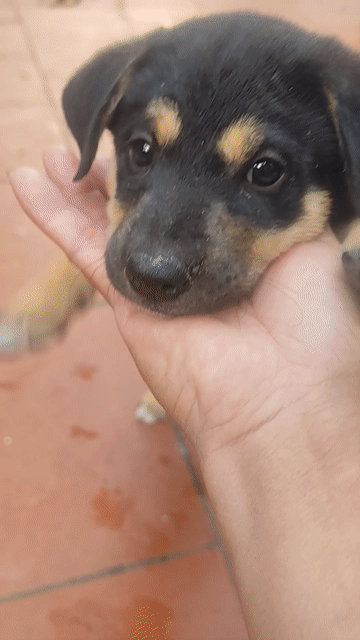 Chó con Đen, vàng nâu. Mua bán Chó tại Quận Đống Đa Hà Nội được đăng bởi Viet Quoc hình 1