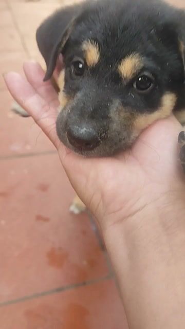 Chó con Đen, vàng nâu. Mua bán Chó tại Quận Đống Đa Hà Nội được đăng bởi Viet Quoc hình 1