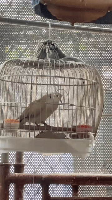 bộ chim cu Pháp khách. . Mua bán Chim tại Huyện Nhà Bè Tp Hồ Chí Minh được đăng bởi Nguyen Chi Hieu hình 1
