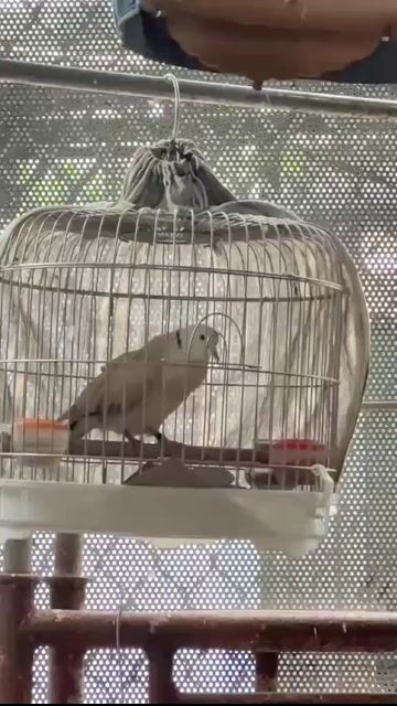 bộ chim cu Pháp khách. . Mua bán Chim tại Huyện Nhà Bè Tp Hồ Chí Minh được đăng bởi Nguyen Chi Hieu hình 1