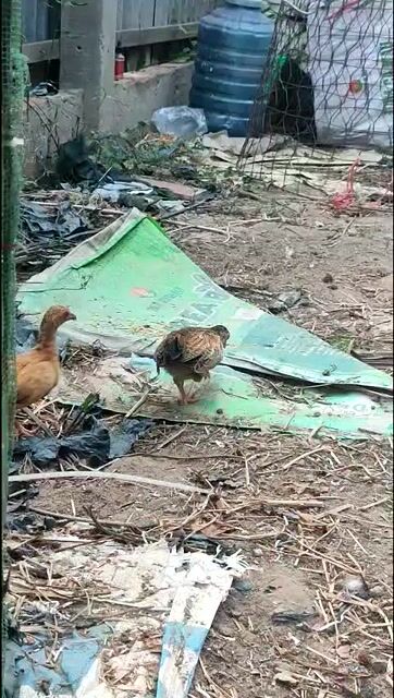 Gà Bắc Cộc trạng nhỏ. Mua bán Gà tại Huyện Trần Đề Sóc Trăng được đăng bởi đạt gà kiểng  hình 1