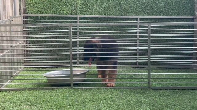 Chó Becgie Đức đực. Mua bán Chó tại Huyện Bình Chánh Tp Hồ Chí Minh được đăng bởi Trường Bùi nguyên hình 1