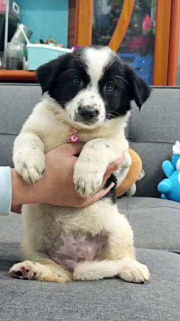Gái Nhật lai bò sữa khôn ngoan ❤️🥰🥰. Mua bán Chó tại Huyện Hóc Môn Tp Hồ Chí Minh được đăng bởi Ánh Dương Pet hình 1